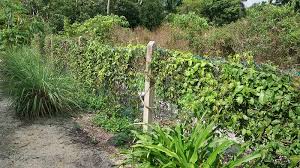 We did not find results for: Buah Lakum Umpan Pancing Baung Sungai C Umpan