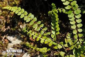 Image result for sleziník Asplenium