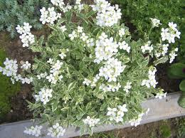Image result for Arabis alpina