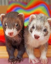 Cute Ferrets - Paint By Number - NumPaint - Paint by numbers