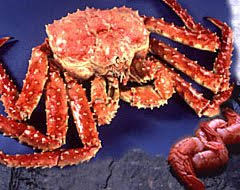 You are able to select your desired quantity of king crab legs up to 10 pounds. 10 Pounds Giant Alaskan Red King Crab Buy Online In United Arab Emirates At Desertcart Ae Productid 5592879