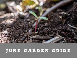 Maybe you would like to learn more about one of these? What To Plant In Your Arizona Garden In June Yardibles