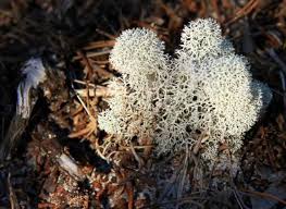Image result for Sorghastrum fuscescens