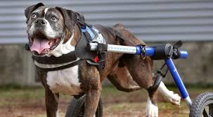 Your dog's eyes can tell you a lot about any pain it might be experiencing. How Do I Know If My Senior Dog Is In Pain Canine Pain Relief