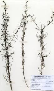 Image result for Micrargeria filiformis