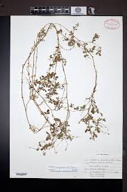 Image result for Desmodium scorpiurus