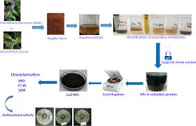 Image result for Ocimum lamiifolium