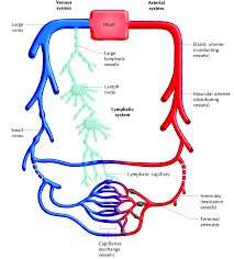 Lymphatic Circulatory System Transport Systems In Animals