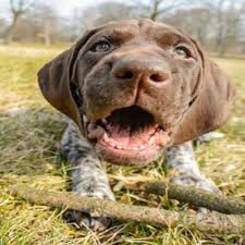 Old yeller the dog featured in the book and movie of the same name. 100 German Dog Names