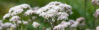 Image result for Valerianaceae