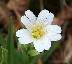 Image result for Stellaria mannii
