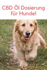 Wie Dosiert Man Cbd Ol Bei Hunden Erfahre Mehr Uber Die Dosierung Hunde Cbd Cbd Ol
