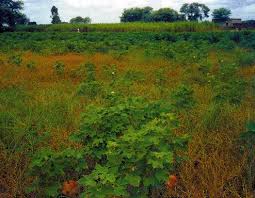 Image result for Trianthema mozambiquense