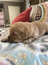 Puppies are sent home with akc limited registration. Puppy Info Parker S Golden Retrievers