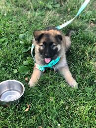 We have top quality german shepherd puppies out of titled importet parents. German Shepherd Puppies For Sale Carteret Nj 332578