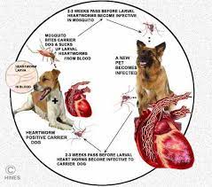 Even animals that remain inside for extended periods of time can be bitten by mosquitoes that find their way indoors. What To Do When Your Dog Has Heartworms