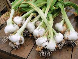 14 Vegetables To Grow In Winter Growing Garlic Growing Ginger Indoors Growing Spinach