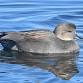 October Bird Walk - Wondrous Waterfowl event image