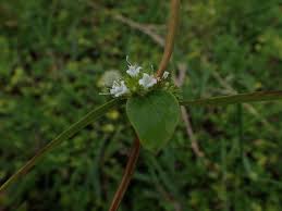 Image result for Spermacoce latituba