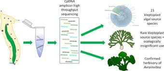 Image result for Isoglossa membranacea