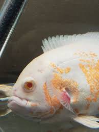 Oscar With Hole In Head Help Monsterfishkeepers Com
