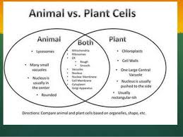Animal Cell Mitosis Vs Plant Cell Mitosis Difference And Comparison Diffzi In 2020 Plant And Animal Cells Cell Diagram Animal Cell