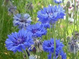 Pin By Sandi Willhite On Cornflowers Flower Meanings Cornflower Beautiful Flowers
