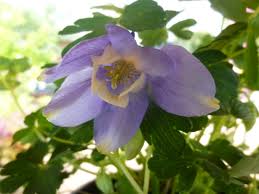 Image result for Aquilegia flabellata ministar