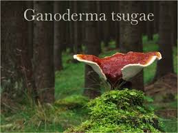 Image result for Ganoderma tsugae