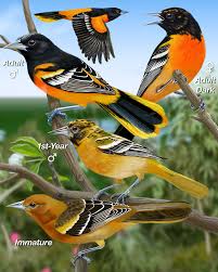 The bird symbolizes friendship when depicted in pictures. Baltimore Oriole Whatbird Com