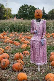 Scary scarecrow pumpkin bobble head costume w/pumpkin halloween mask for kids giftexpress 15.5 scarecrow owl decoy with rotating head statue, pest repellent, bird control. Mrs Pumpkin Head Scarecrow In Pumpkin Patch Stock Photo Picture And Royalty Free Image Image 32564482