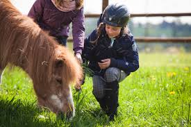 How To Care For A Miniature Horse (Complete Guide) - Horze ...