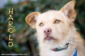 Adopt Harold On Petfinder Dog Adoption Border Terrier Adoption
