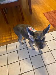 Is there anyone who could take my spouse, myself, and our doggo to Oakridge  Vet off of Lee? His appointment is at 3PM. He has a pretty bad tail injury,  but we