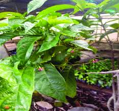 Image result for Massularia