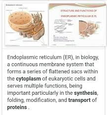 We did not find results for: List The Specific Functions Of The Following I Endoplasmic Reticulum Ii Golgi Apparatusiii Brainly In