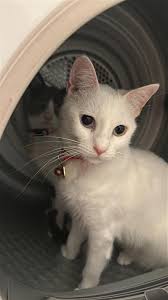 My girl Aura who is white with blue eyes is missing from Calcot Beansheaf  hasn't been home since last night, Please keep an eye out and message me if  you see her