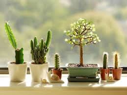 The soil mine was planted in was pulling away from the sides of the grow pot and just looked old. Cacti And Succulents Inside Your Home World Of Succulents