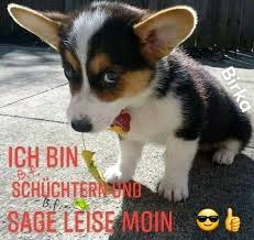 Pin Von Stines Auf Guten Morgen Ausgestopftes Tier Susseste Haustiere Tierbabys