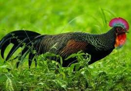 Ayam Hutan Hijau Hijau Hutan Ayam