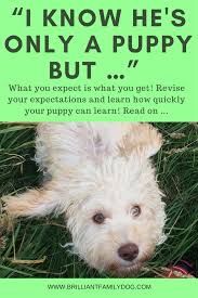 A dog named magic learned using clicker training very quickly. Best Age To Train A Puppy Brilliant Family Dog Brilliant Family Dog