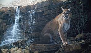 His first effort, in 1977, was successful and he quit work and began painting full time. Last Light Painting By Ron Parker