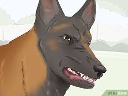 A subreddit for owners, soon to be owners, and enthusiasts of the exquisite belgian malinois. 3 Ways To Identify A Belgian Malinois Wikihow