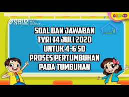 Soal Dan Jawaban Proses Pertumbuhan Pada Tumbuhan Belajar Dari Rumah Tvri 14 Juli 2020 Kids