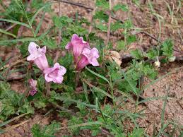 Image result for Dicerocaryum senecioides