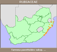 Image result for Tarenna pavettoides