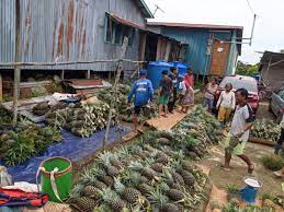 Check spelling or type a new query. Malaysian Pineapple Industry Board Plans To Increase Production Of Md2 Pineapples To 50pc Under 12mp Money Malay Mail