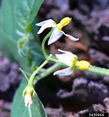 Image result for Solanum memphiticum