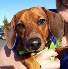 Find the perfect puppy to adopt. Pets For Adoption At Salem Dogs In Salem Or Petfinder