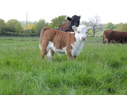 Currently, all british citizens as well as tourists entering the uk by air or ferry will be required to provide an address where they will be practicing home quarantine when entering the uk. Hodghurst Farm Shropshire
